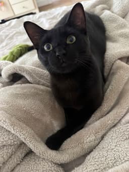Archibald Blackpaw image 1