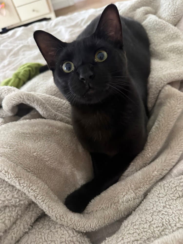 Archibald Blackpaw - Domestic Short Hair