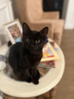 Archibald Blackpaw image 3