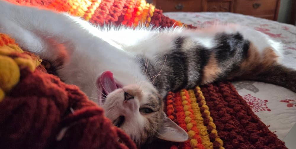 Fancy Nancy - Domestic Short Hair