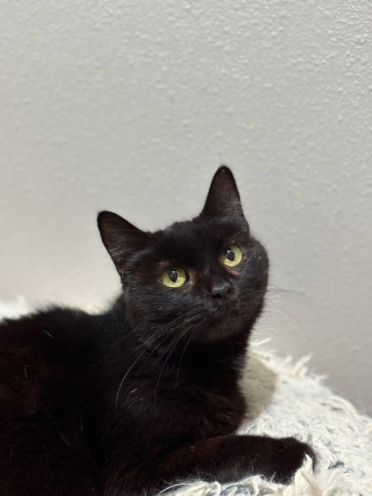 Marzipan - Domestic Short Hair