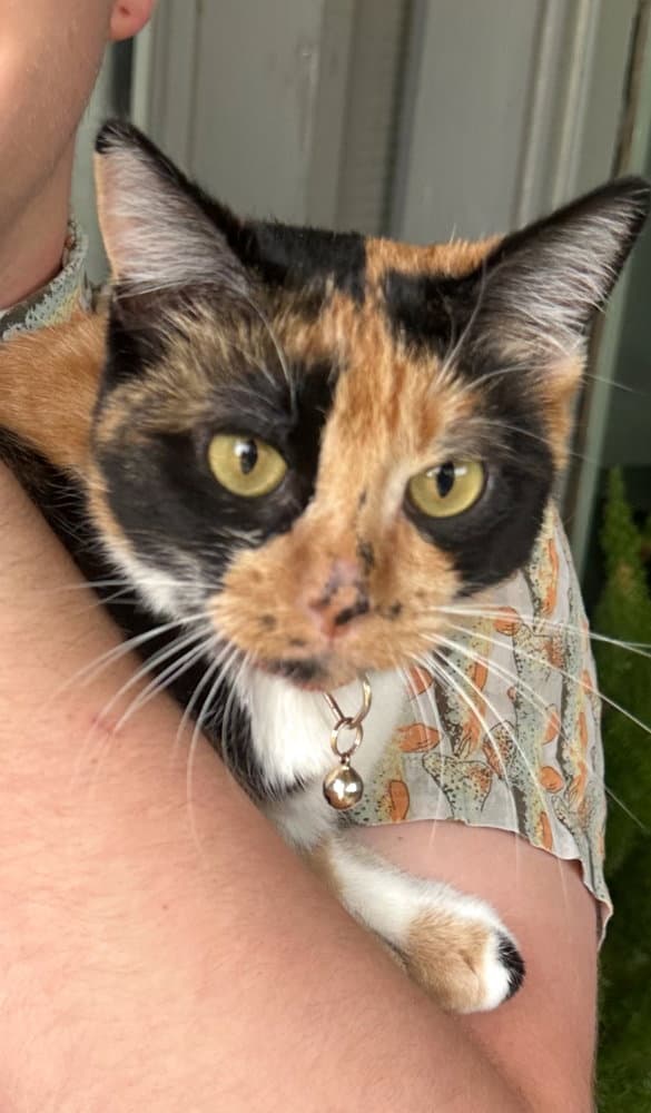 Loki - Calico