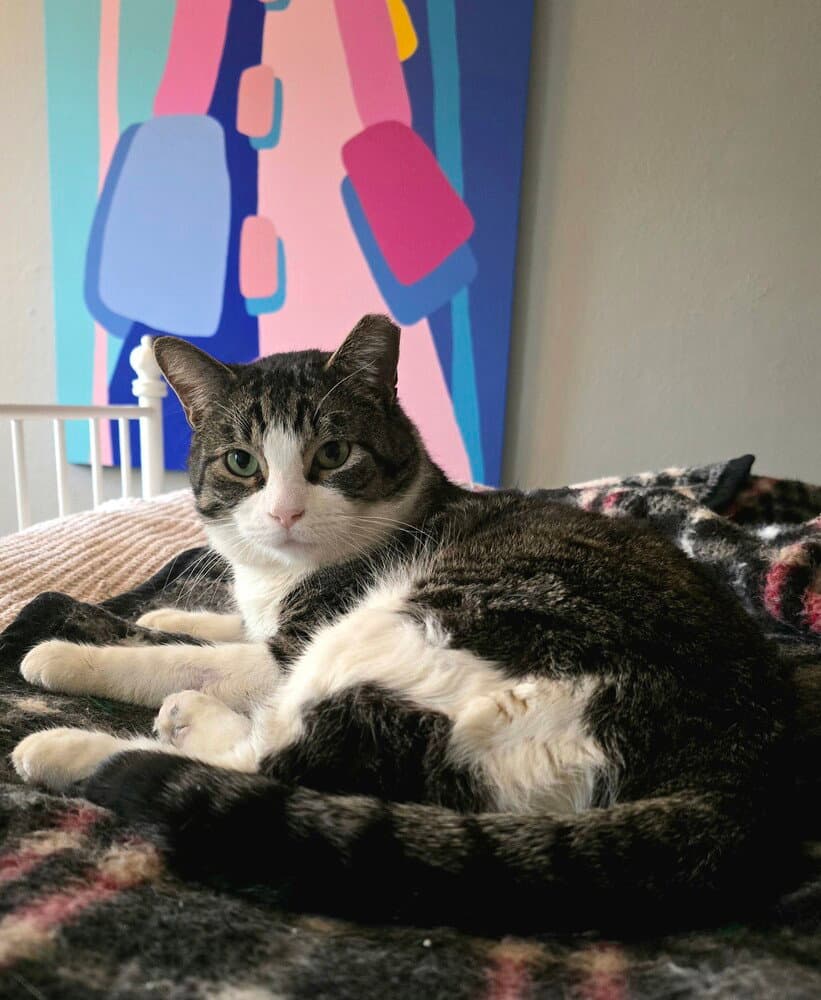 Truck - Domestic Short Hair