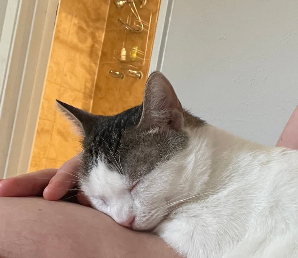 Comet M - Domestic Short Hair