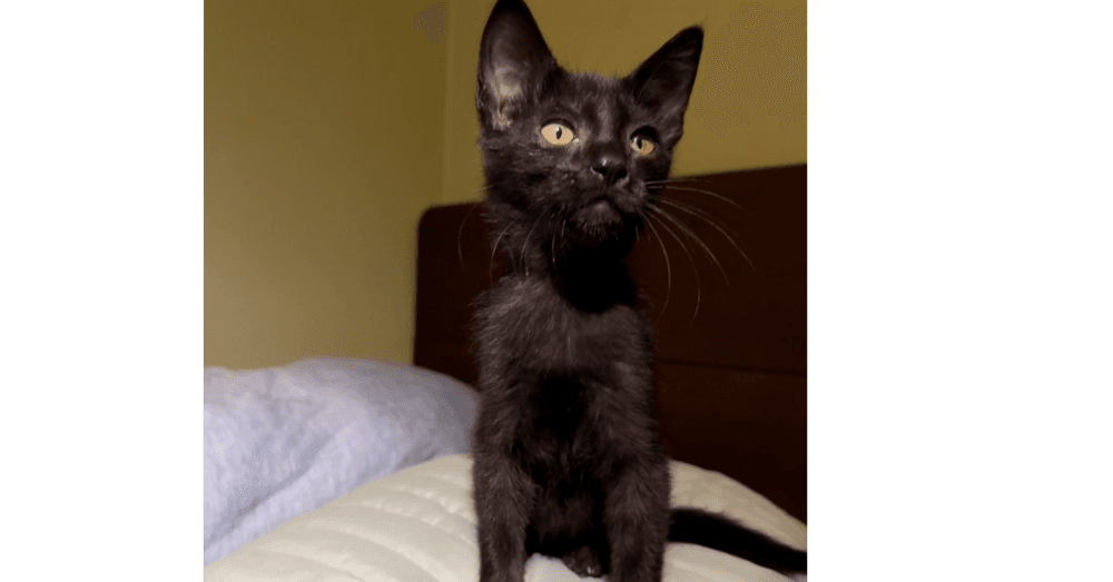 Chimuelo - Domestic Short Hair