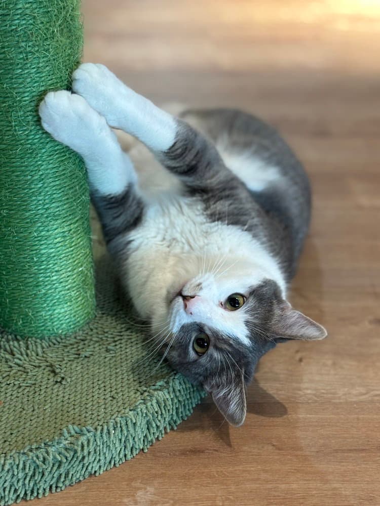 Jay Jay - Domestic Short Hair