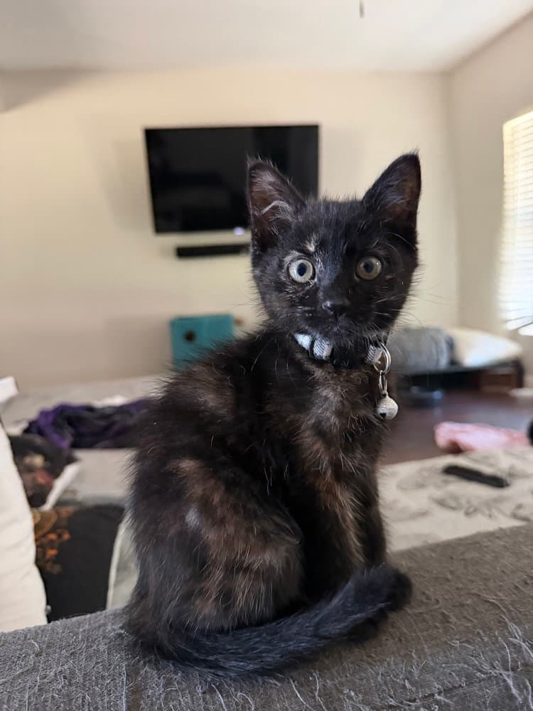 Shuri - Domestic Short Hair