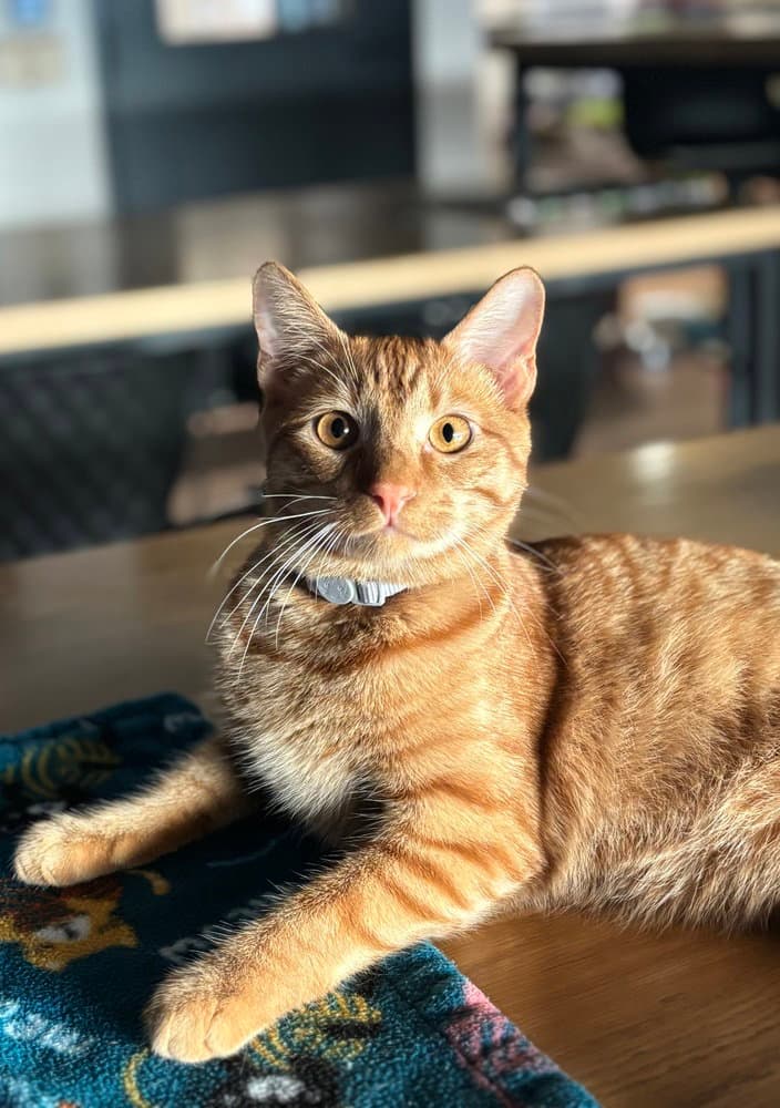 Thomas - Domestic Short Hair