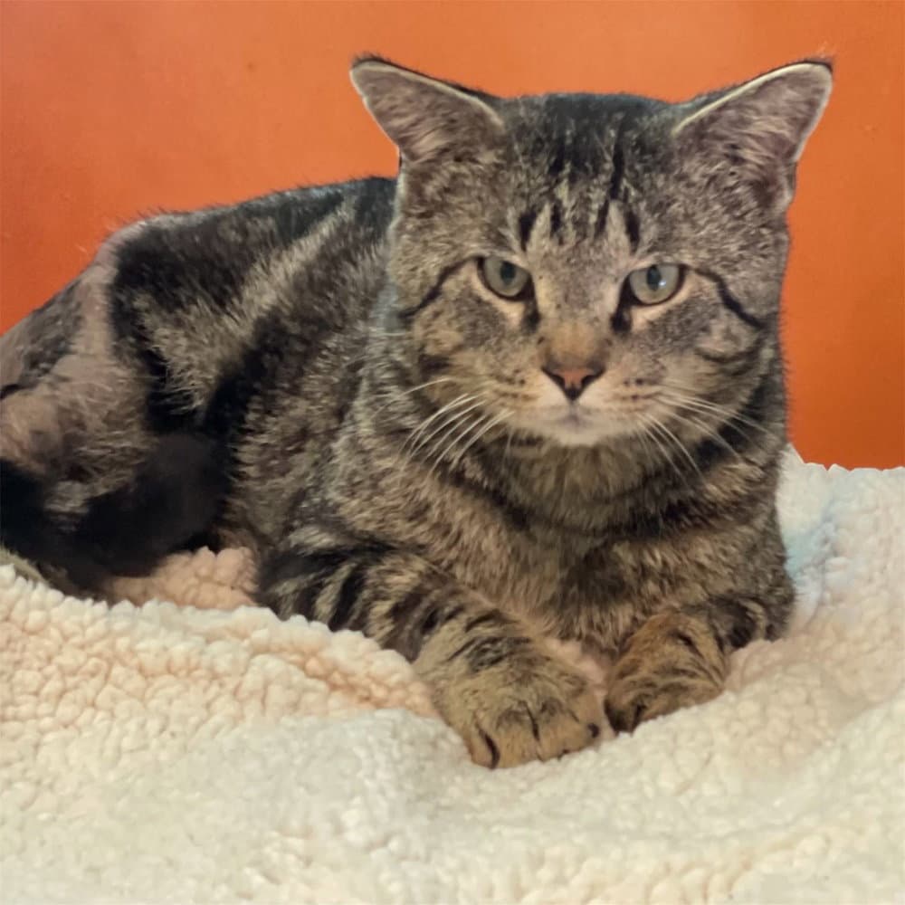 Trooper - Domestic Short Hair