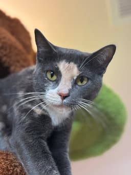 Mochi-Minx image 1