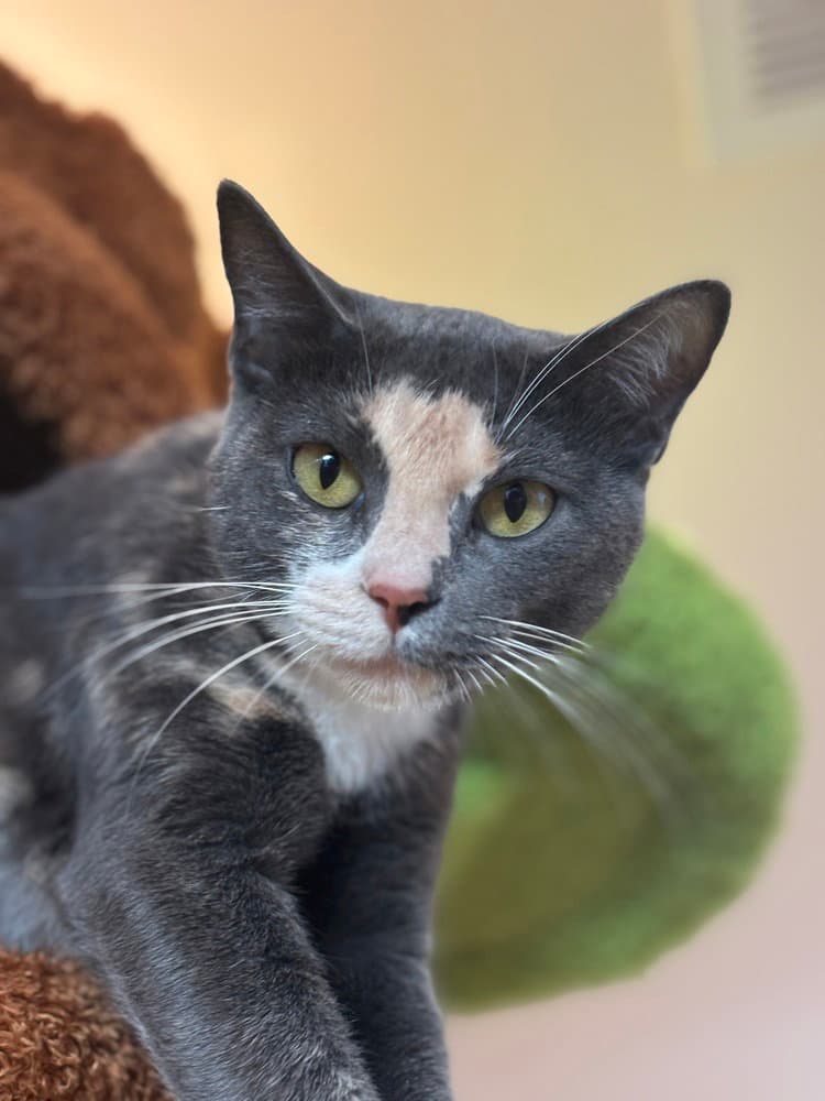 Mochi-Minx - Domestic Short Hair