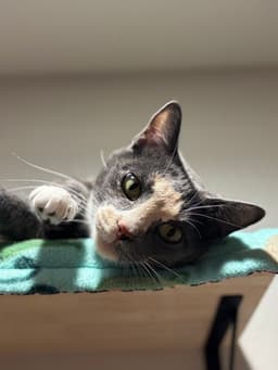 Mochi-Minx image 2