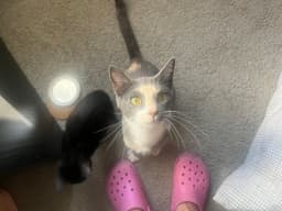 Mochi-Minx image 4