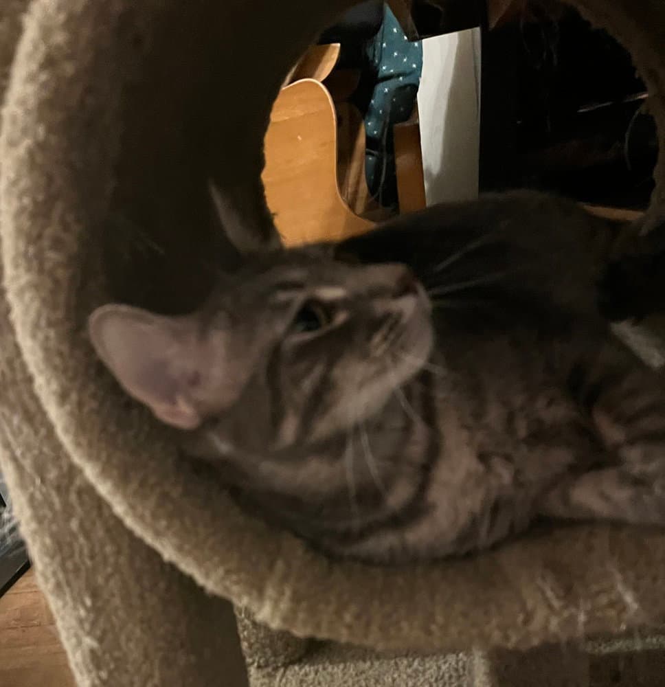 Zara - Domestic Short Hair
