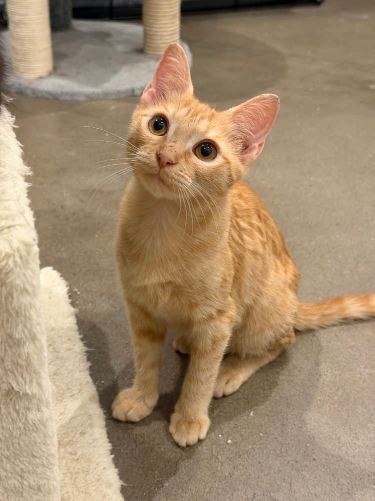 Chamoy - Domestic Short Hair