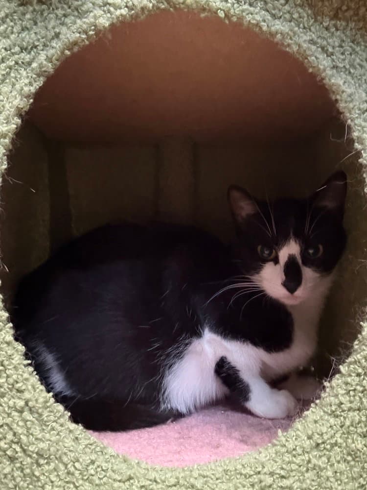 Sardine - Domestic Short Hair