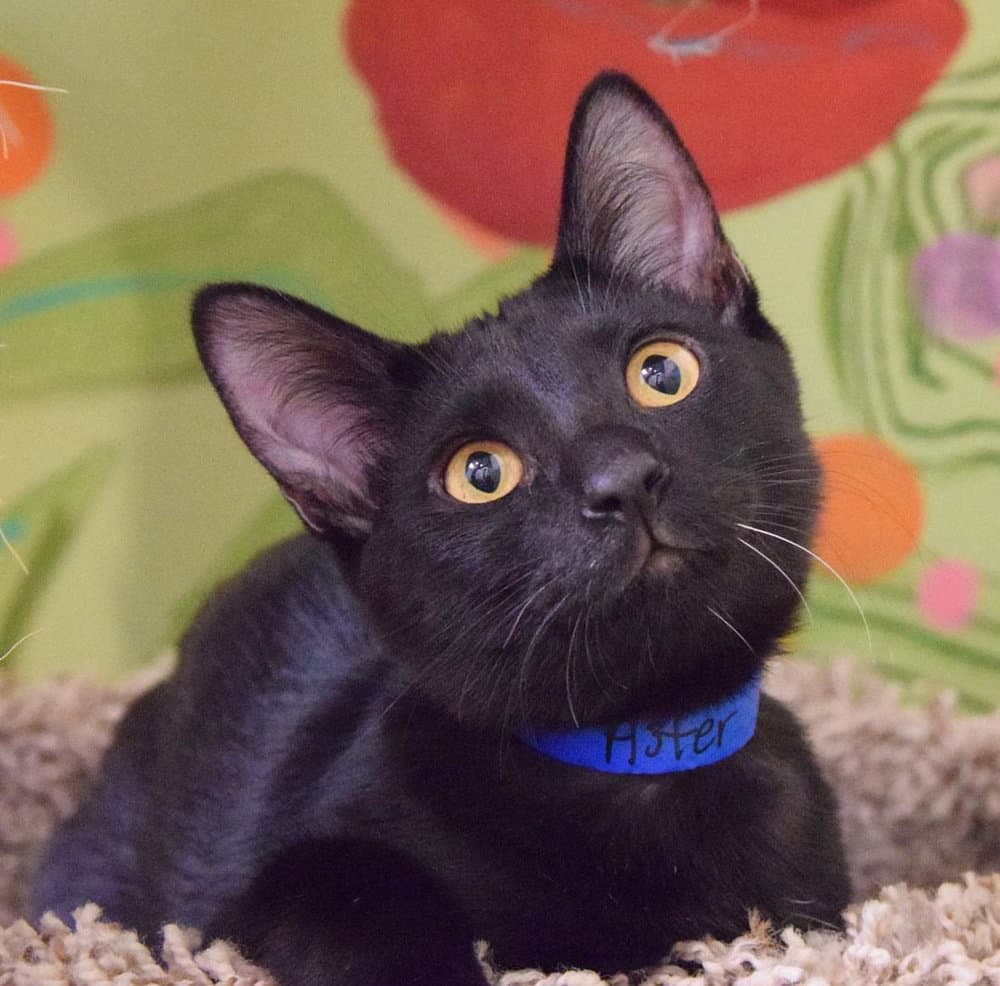 Moonstone - Domestic Short Hair