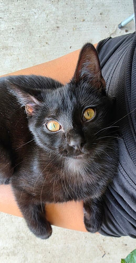 Choco Nano - Domestic Short Hair