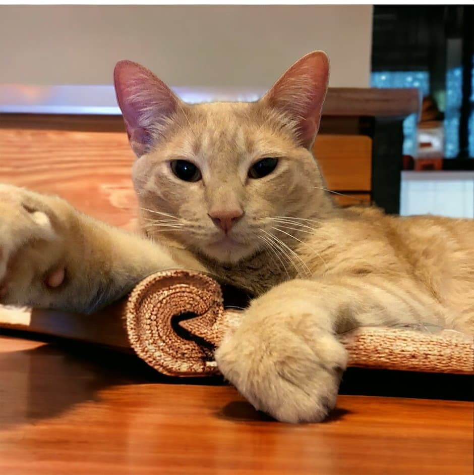 Logan - Domestic Short Hair