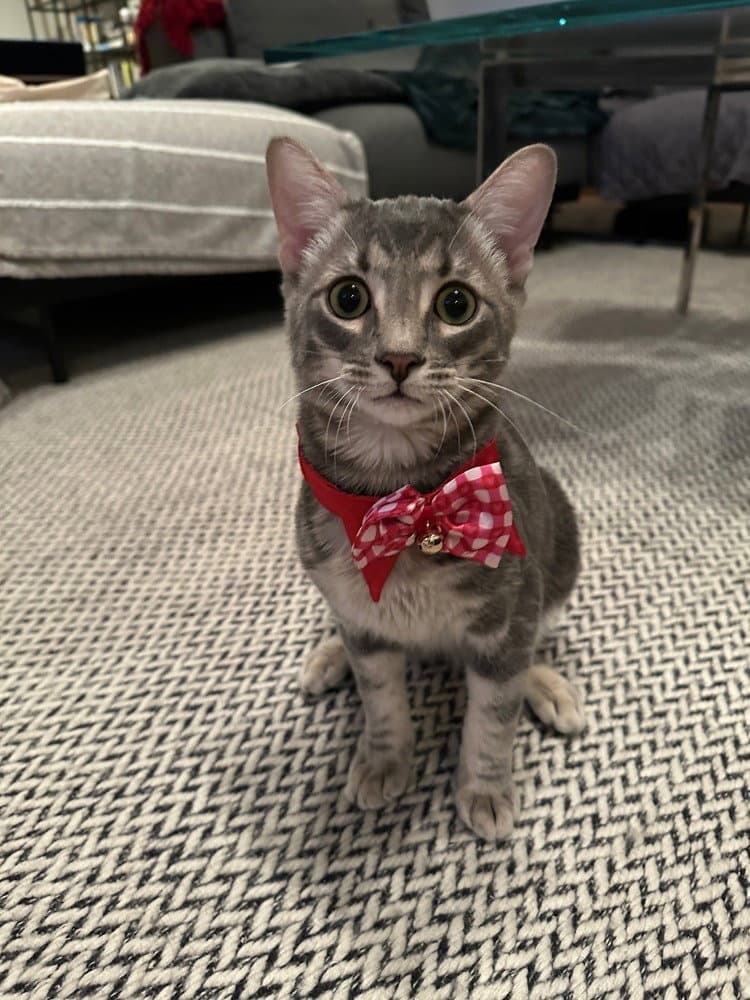 Theodore - Domestic Short Hair