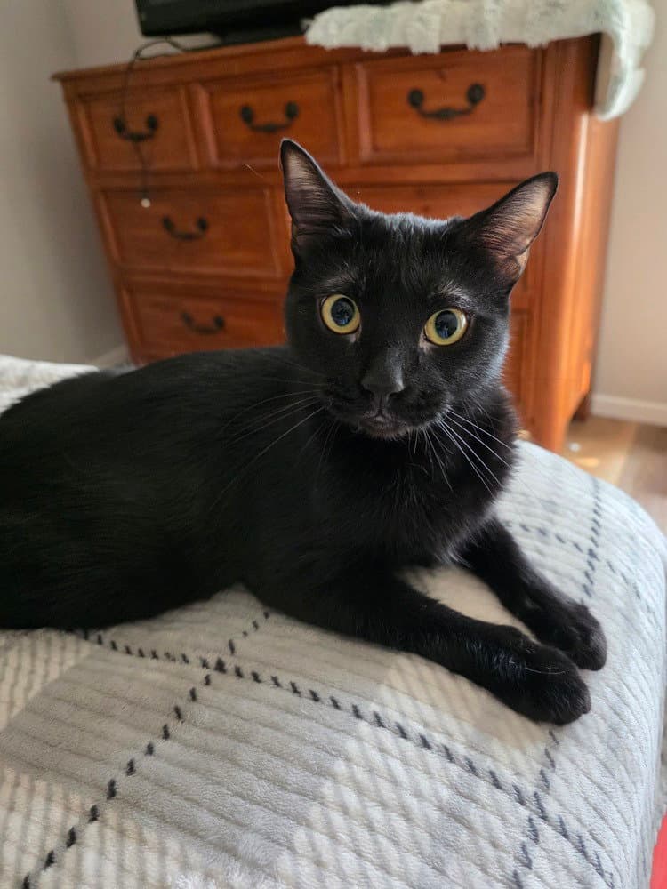 Abaracabra Abbi - Domestic Short Hair