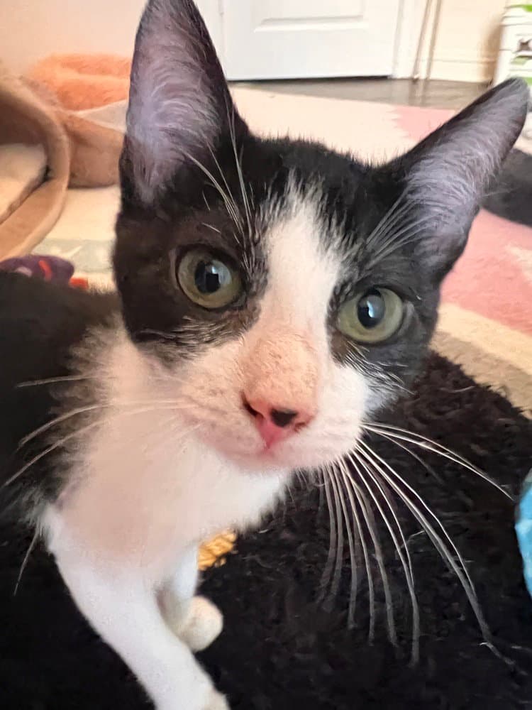 Tom Mg - Domestic Short Hair