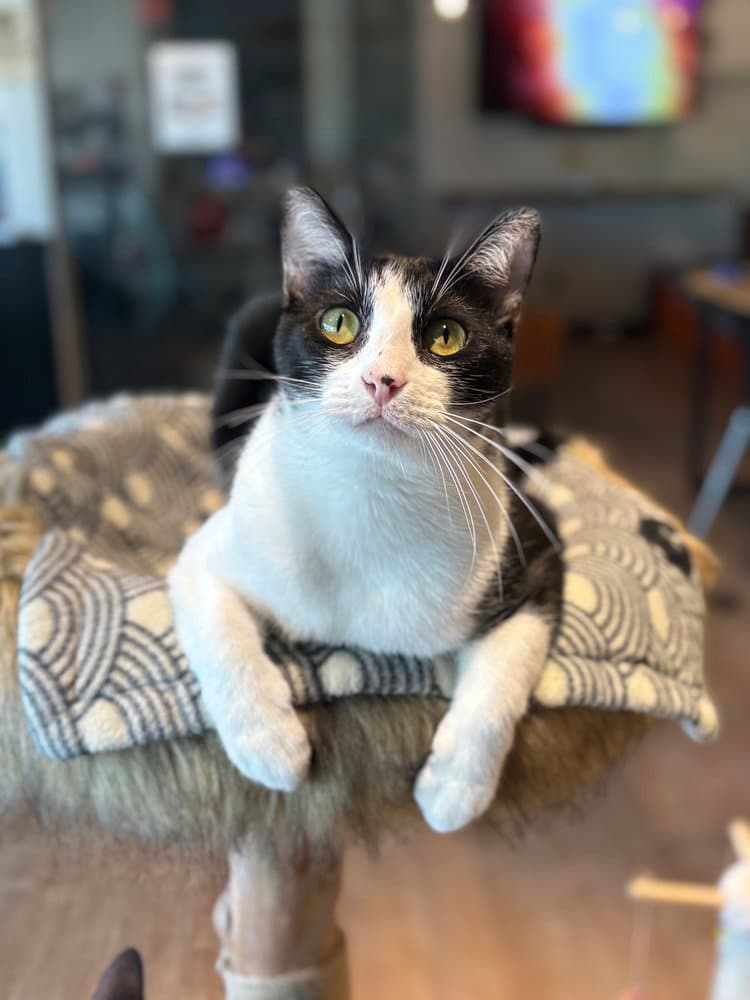 Tom Mg - Domestic Short Hair