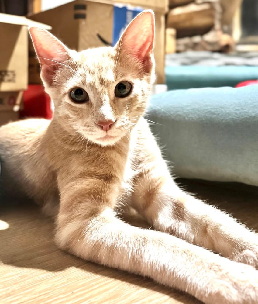 Bender Buff - Domestic Short Hair
