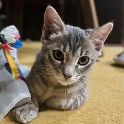 Leela May image 1