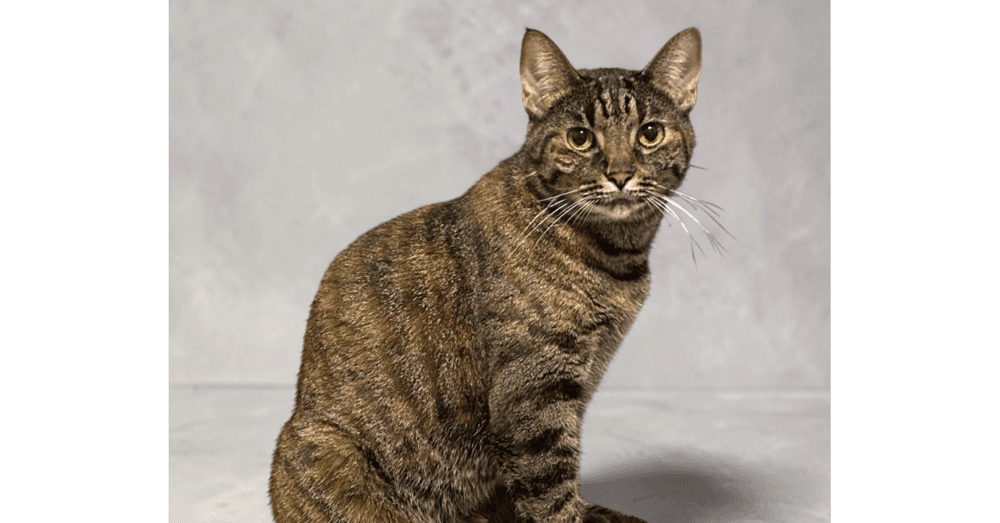 Girly Pop - Domestic Short Hair