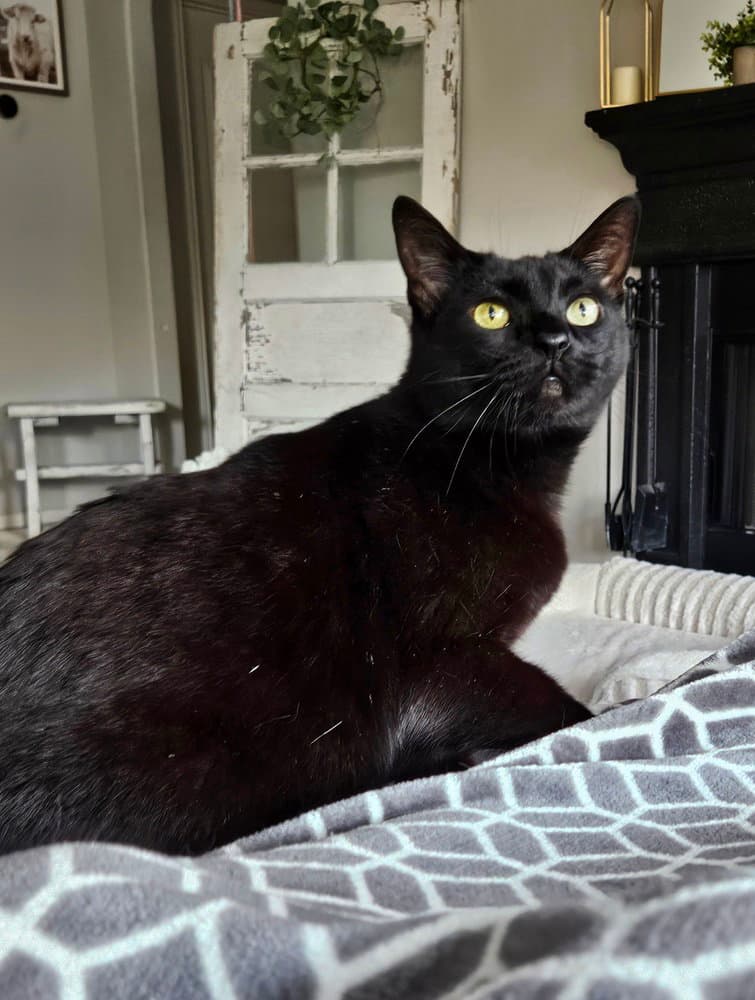 Reacher - Domestic Short Hair
