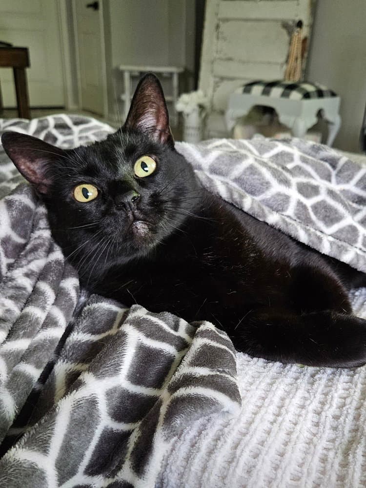 Reacher - Domestic Short Hair