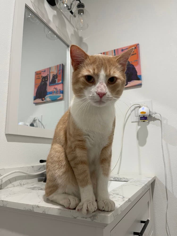 Monferno - Domestic Short Hair