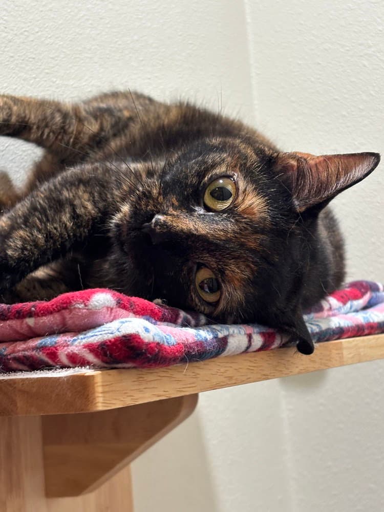 Baby Gworl - Domestic Short Hair