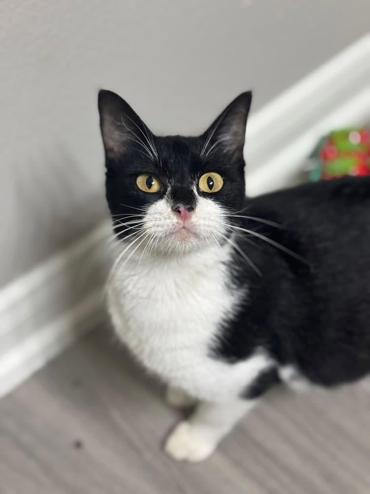 Cookie Deville - Domestic Short Hair
