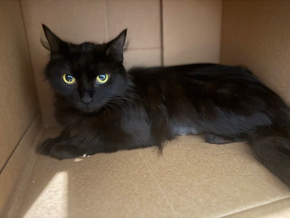 Sierra Mist - Domestic Long Hair