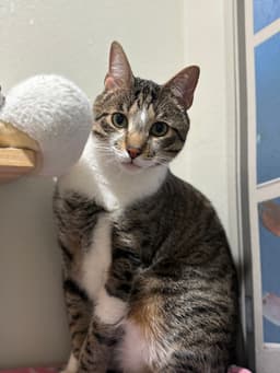 Bread  Butter Pickles image 2