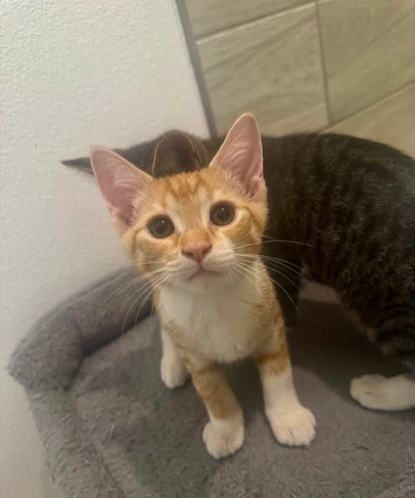 Clutch - Domestic Short Hair
