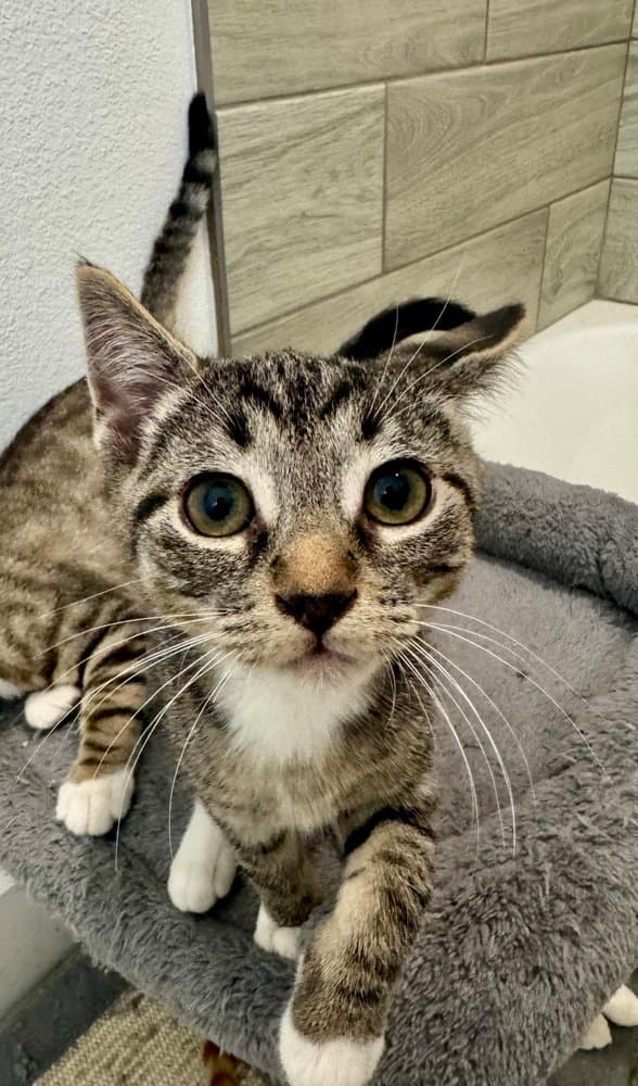 Zayu - Domestic Short Hair