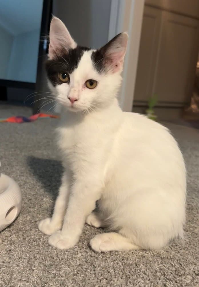 Tabasco - Domestic Medium Hair