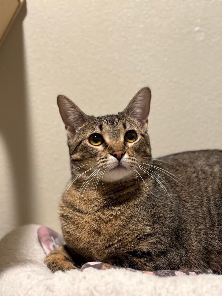 Fiddlestick - Domestic Short Hair