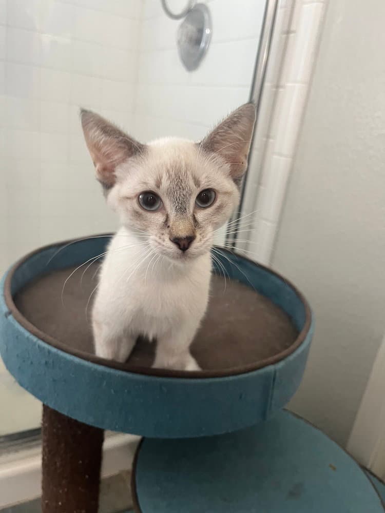 Yamal - Siamese