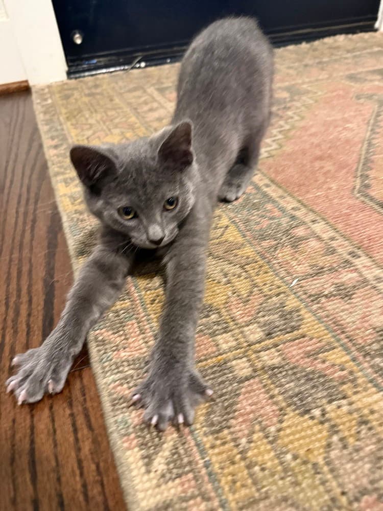 Ranger Rick - Russian Blue