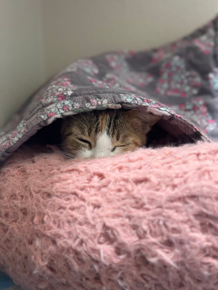 Roopertti - Domestic Short Hair