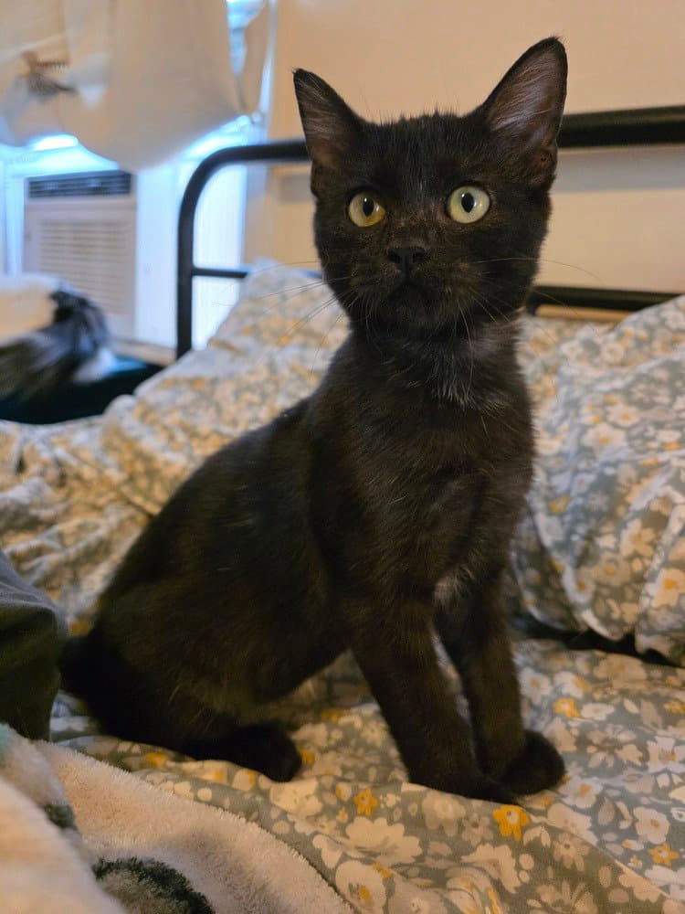 Moon Pie Baby Cat - Domestic Short Hair