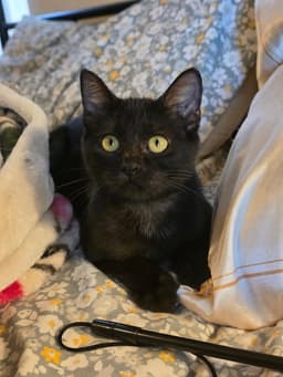 Moon Pie Baby Cat image 2