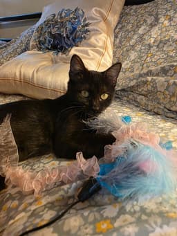 Moon Pie Baby Cat image 3