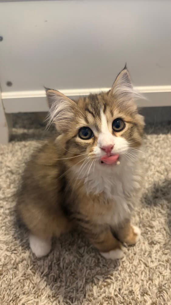Sunny - Domestic Medium Hair