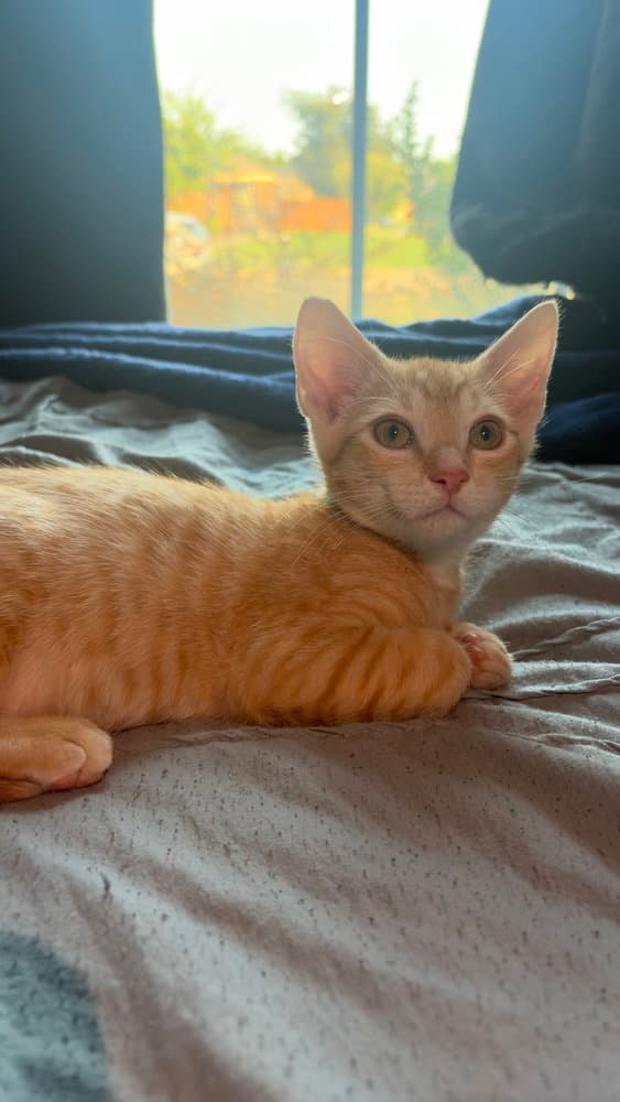 Harvy - Domestic Short Hair