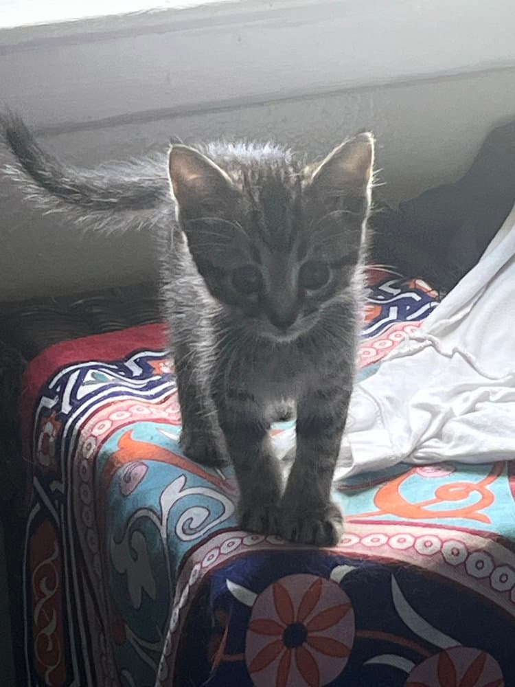 Patrick Star - Domestic Short Hair